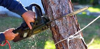 Best Tree Preservation Services  in Dixon, KY