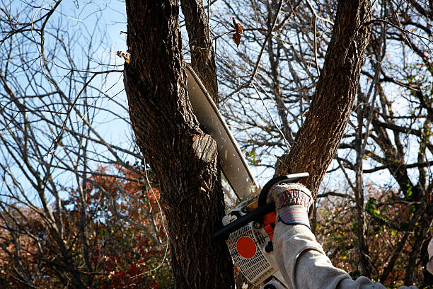 Best Palm Tree Trimming  in Dixon, KY