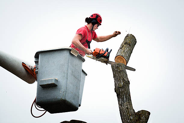 Best Emergency Tree Removal  in Dixon, KY